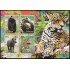 Perú HB-77 2014 Fauna Jaguar Pacarana Tapir de montaña Gato de los Andes MNH