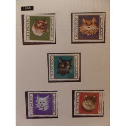 Colección Collection Gatos cats Colección Collection Gatos cats