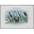 Nicaragua 2317/22 1998 Fauna Pájaros Marinos del mundo I MNH