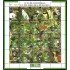 Honduras A- 973/82 1999 Fauna Pájaros en vías de extinción Birds MNH