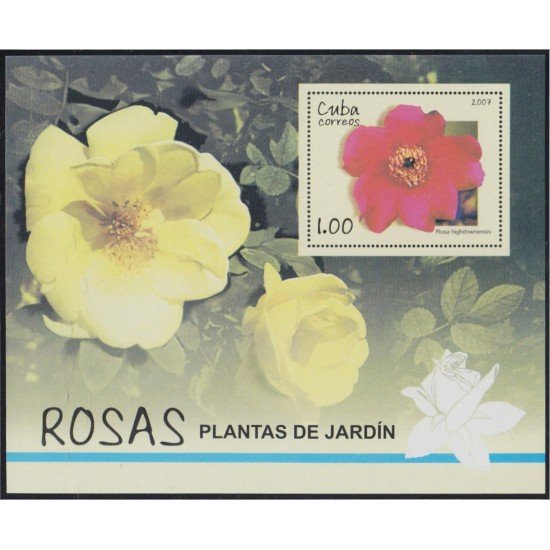 Cuba HB 231 2007 Flora Rosas MNH