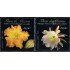 Mexico 2404/05 2008 Flora de México MNH
