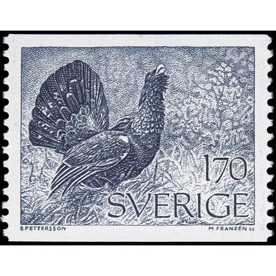 Suecia Sweden 882 1975 Urogallo MNH Suecia Sweden 882 1975 Urogallo MNH