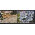 Upaep Nicaragua 2586/87 2003 flora fauna Corytophanes cristatus Guaiacum Sanctum MNH