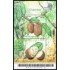 Brasil Brazil HB 123 2005 Flora Frutas Fruits MNH